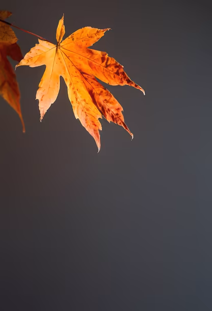 Autumnal Beauty Autumnal Beauty