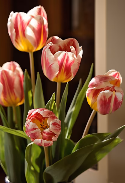 Tulip Season