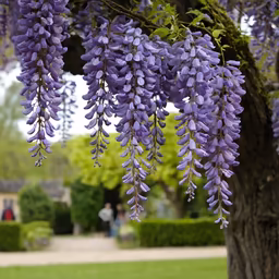 Wisteria Dreams Wisteria Dreams