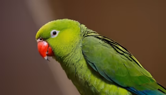 Green Parrot Green Parrot