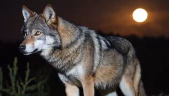 Night Watch Night Watch