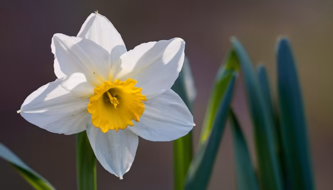 Spring Awakening