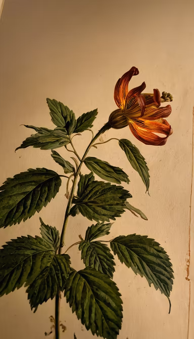Botanical Beauty Botanical Beauty