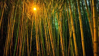 Bamboo Forest Bamboo Forest