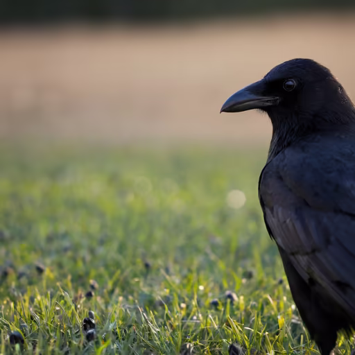 Crow on the Lawn