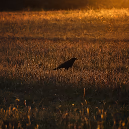 Golden Hour Crow Golden Hour Crow