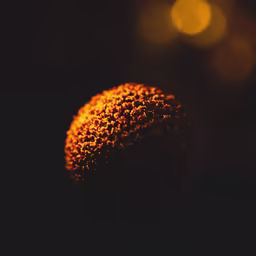 Golden Bloom