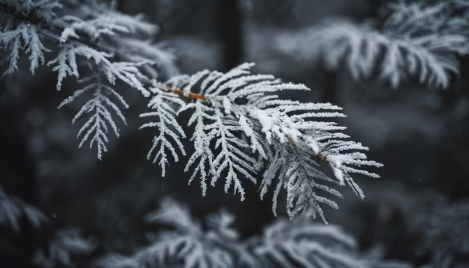 Winter's Touch