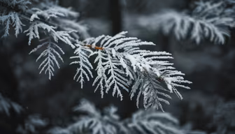 Winter's Touch Winter's Touch