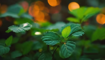 Nature's Glow Nature's Glow