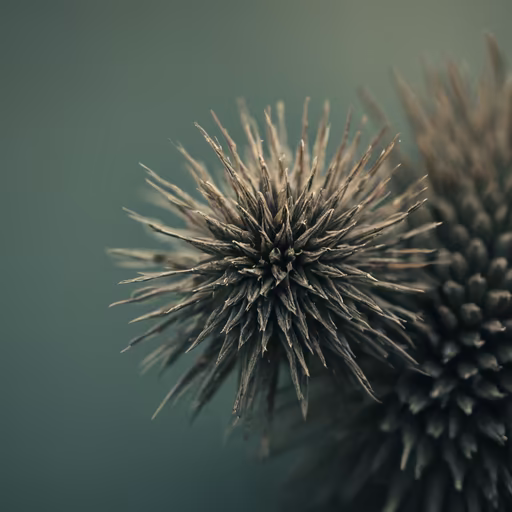 Winter's Touch