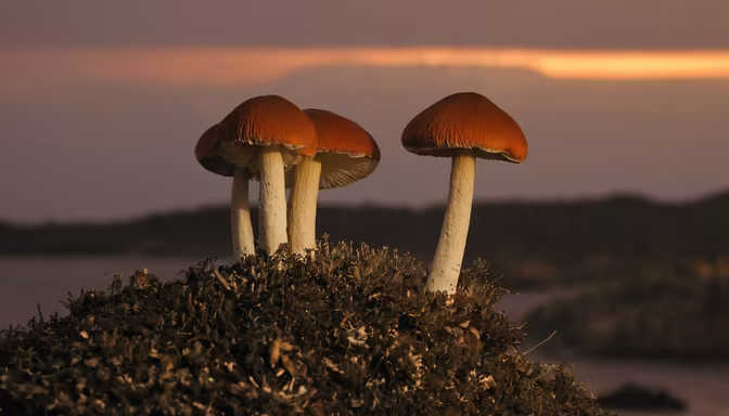 Mushroom Kingdom