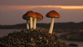 Mushroom Kingdom