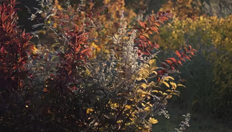 Autumnal Hues Autumnal Hues