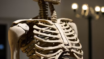 Anatomy Lesson Anatomy Lesson