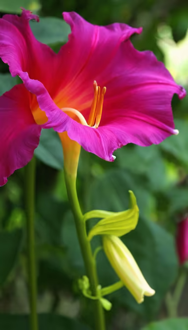 Floral Majesty Floral Majesty