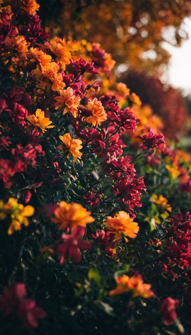 Autumn Bloom Autumn Bloom