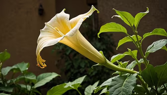 Angels Trumpet Angels Trumpet