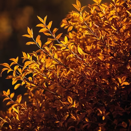 Autumnal Glow Autumnal Glow