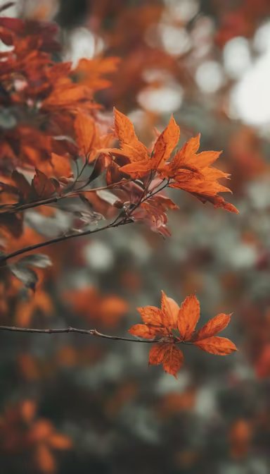 Autumnal Hues Autumnal Hues