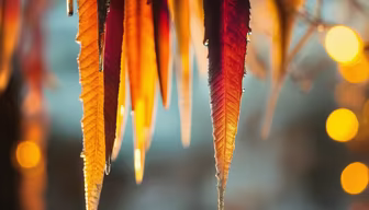 Autumn's Touch