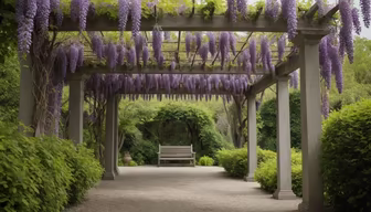 Wisteria Dreams Wisteria Dreams
