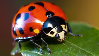 Ladybug Close-Up