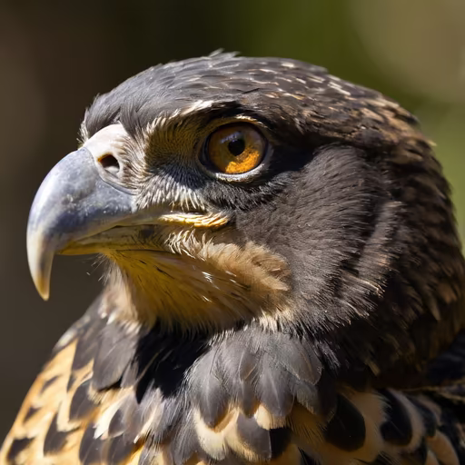 Eye of the Hunter
