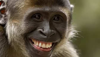 Monkey Business Monkey Business