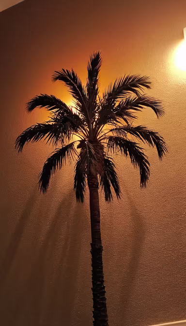 Palm Dreams Palm Dreams