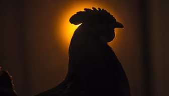Sunrise Rooster